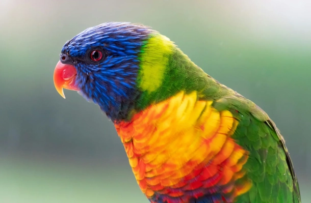 鸚鵡智力測試 鸚鵡智力測試