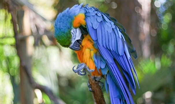 鸚鵡 寒冷 症狀