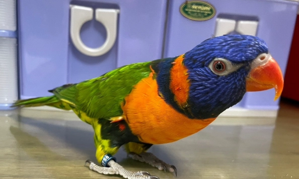 鸚鵡智力測試 鸚鵡智力測試