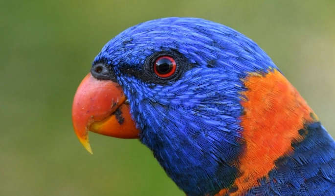 紅領吸蜜鸚鵡 台灣