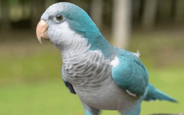 寵物鳥環境控制