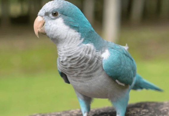 和尚鸚鵡保暖方法