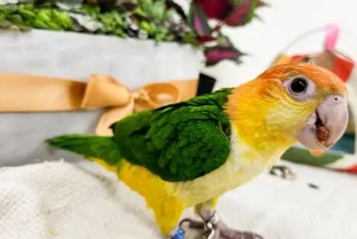 鸚鵡 保暖 方法