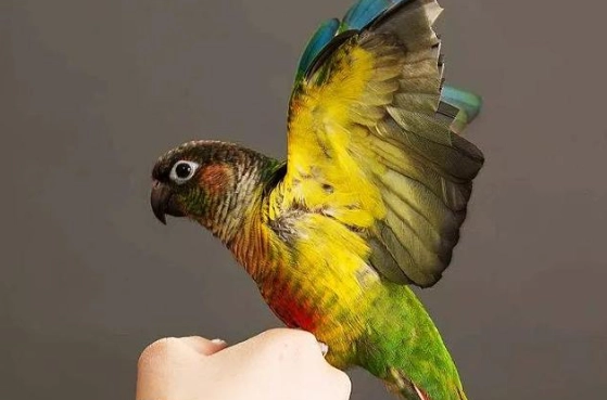 小太陽鸚鵡溫度