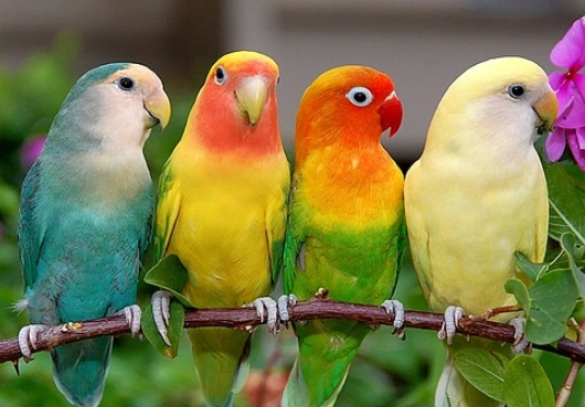 鸚鵡 保暖 方法