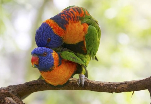 吸蜜鸚鵡行為 吸蜜鸚鵡行為