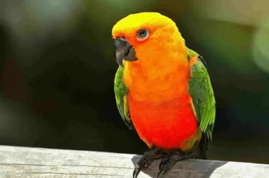 小太陽鸚鵡飼養溫度