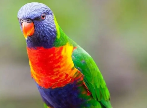 吸蜜鸚鵡智商 吸蜜鸚鵡智商