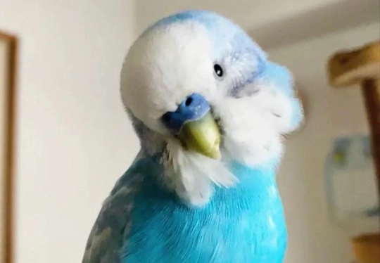 虎皮鸚鵡飼養溫度 虎皮鸚鵡飼養溫度