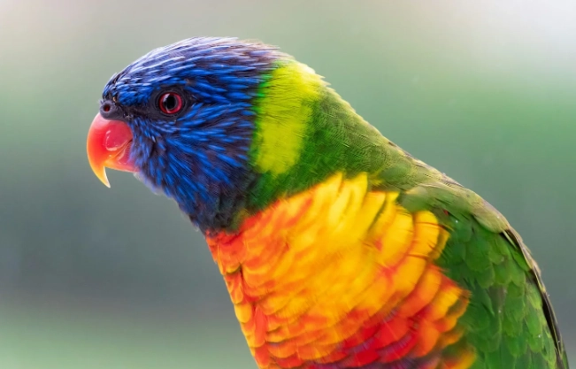 紅領吸蜜鸚鵡 飼養