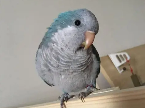 鸚鵡 寒冷 症狀