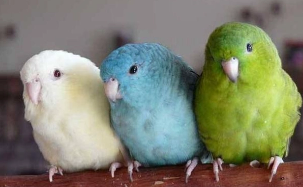 太平洋鸚鵡公母