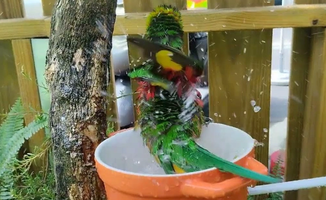 鸚鵡洗澡方法 鸚鵡洗澡方法