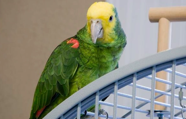 亞馬遜鸚鵡飼養