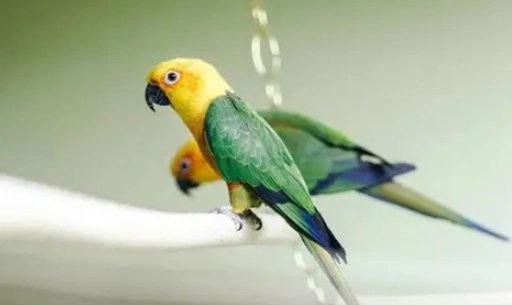 太平洋鸚鵡公母