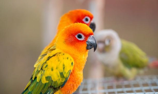 鸚鵡保暖 鸚鵡保暖