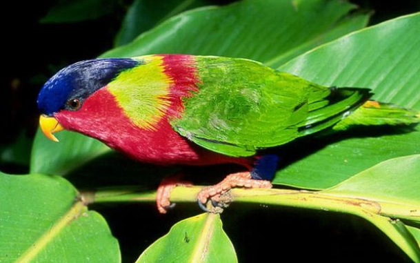 吸蜜鸚鵡智商 吸蜜鸚鵡智商