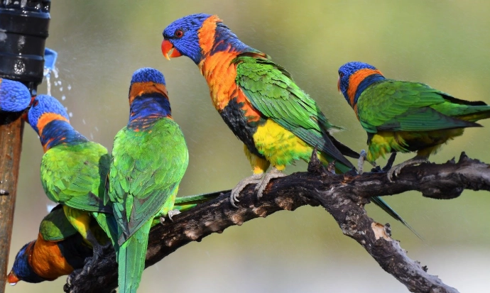 紅領吸蜜鸚鵡 飼養