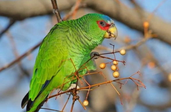 亞馬遜鸚鵡飼養