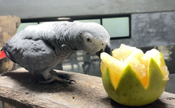 灰鸚鵡餵食頻率