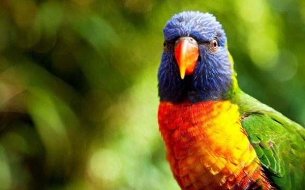 吸蜜鸚鵡行為 吸蜜鸚鵡行為