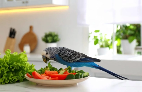 鸚鵡一天吃幾次