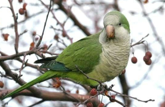 和尚鸚鵡保暖方法