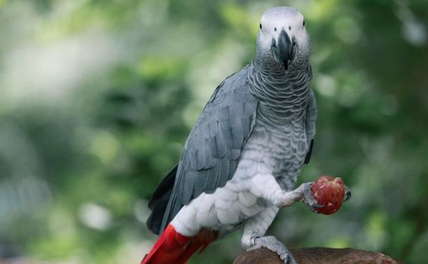 非洲灰鸚鵡飲食