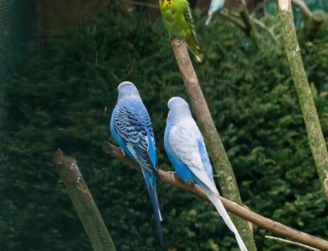 虎皮鸚鵡適合溫度範圍 虎皮鸚鵡適合溫度範圍