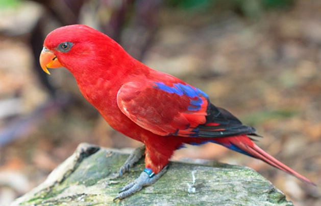 紅領吸蜜鸚鵡 飼養