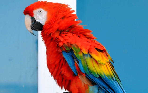 金刚鹦鹉聪明程度