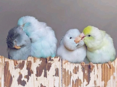 太平洋鸚鵡公母