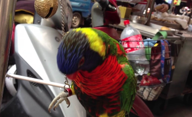 吸蜜鸚鵡清潔 吸蜜鸚鵡清潔