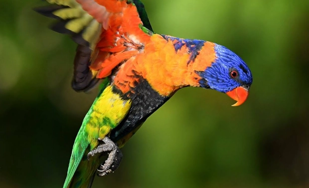 紅領吸蜜鸚鵡 台灣