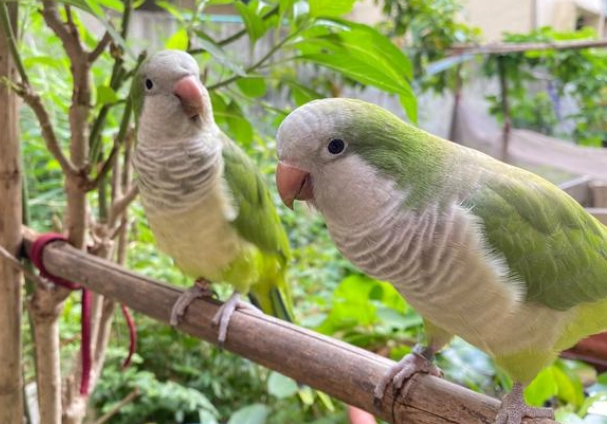 寵物鳥環境控制