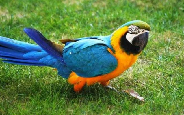 金剛鸚鵡能活多久