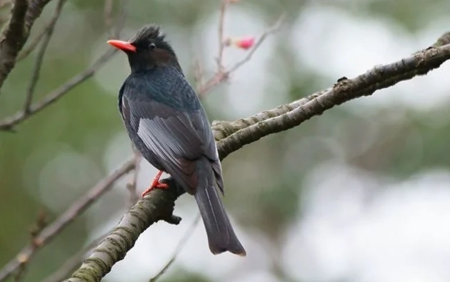 飼養保育類動物罰則 飼養保育類動物罰則