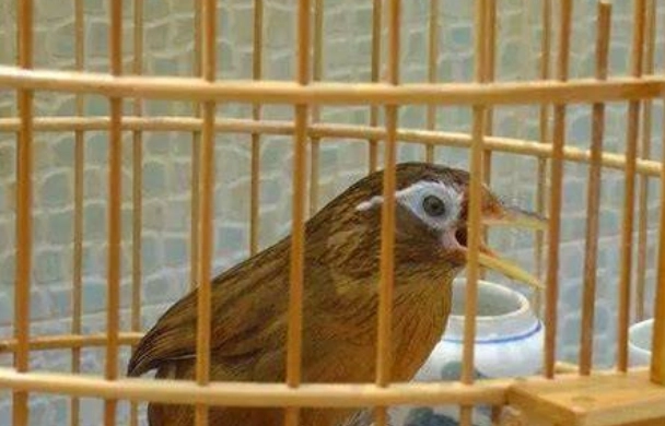 鳥生病