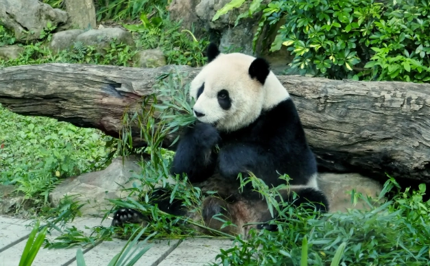 飼養保育類動物罰則 飼養保育類動物罰則