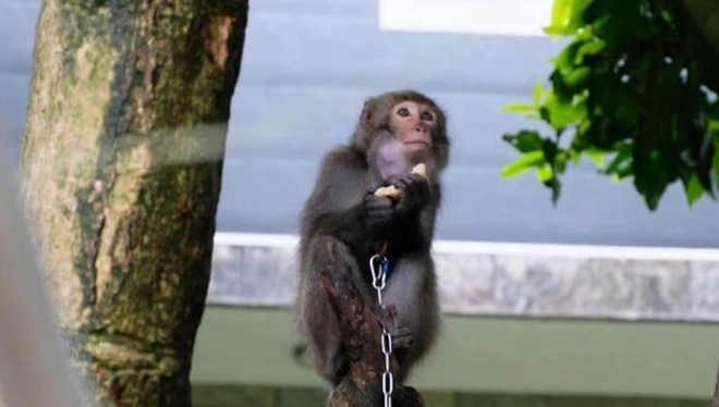 保育類動物飼養 保育類動物飼養