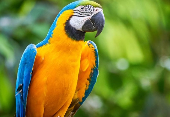 金剛鸚鵡能活多久