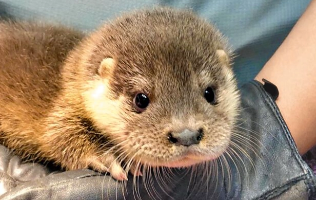 保育類動物飼養 保育類動物飼養