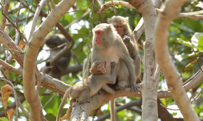 台灣保育動物法規 台灣保育動物法規