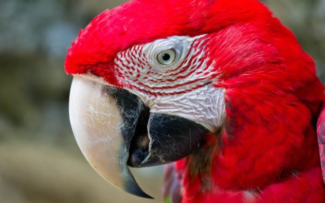 鸚鵡嘴巴開合 鸚鵡嘴巴開合