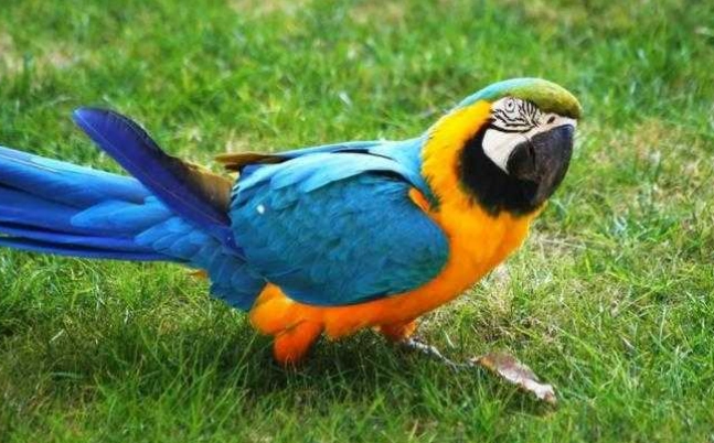 台灣 金剛鸚鵡 飼養