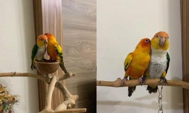 鸚鵡行為異常 鸚鵡行為異常