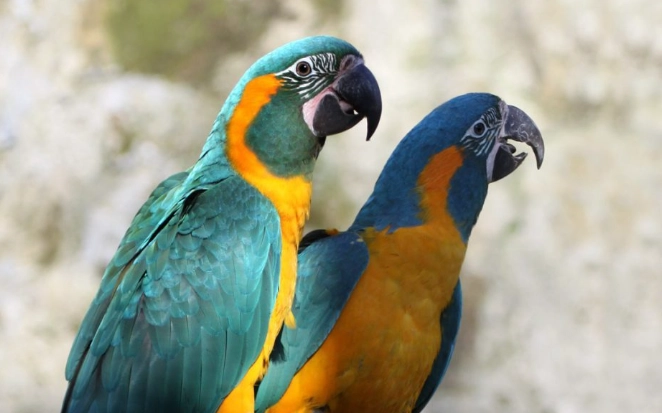 金剛鸚鵡 保育類