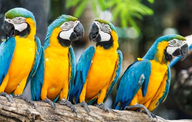 金剛鸚鵡 觀賞 地點