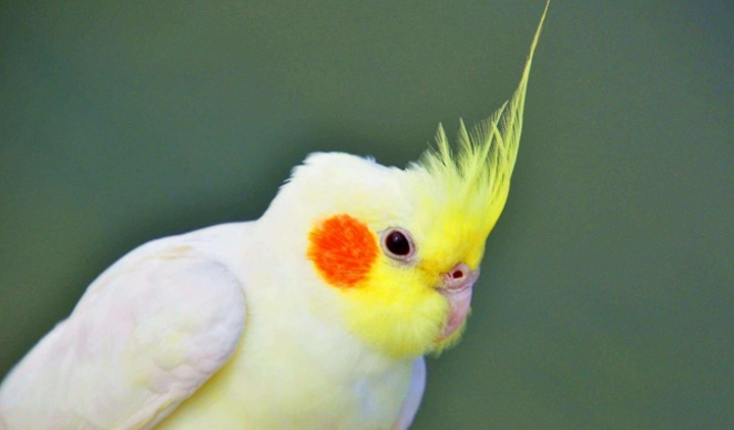 鸚鵡健康檢查 鸚鵡健康檢查