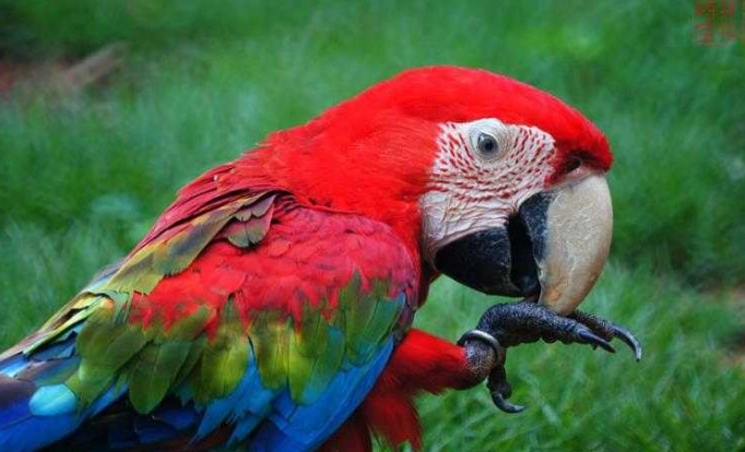 金剛鸚鵡 觀賞 地點